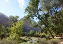 Zion NP